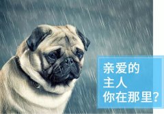 宠物定位防丢微型追踪器，狗狗、猫、猎犬、牛羊防丢追踪方案